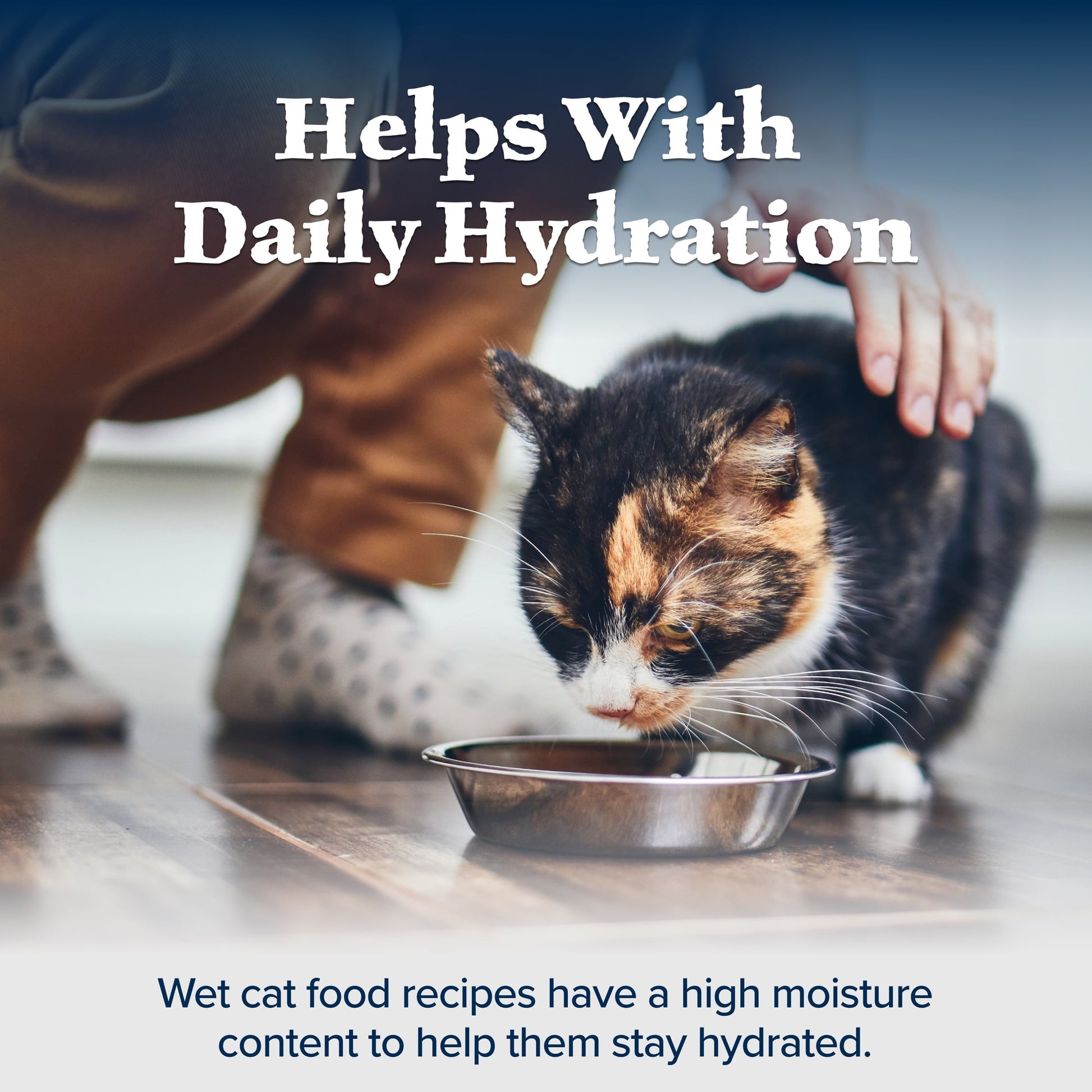 (12 pack) Blue Buffalo Wilderness High-Protein Adult Cat Wet Food, Duck, 3-oz. Can