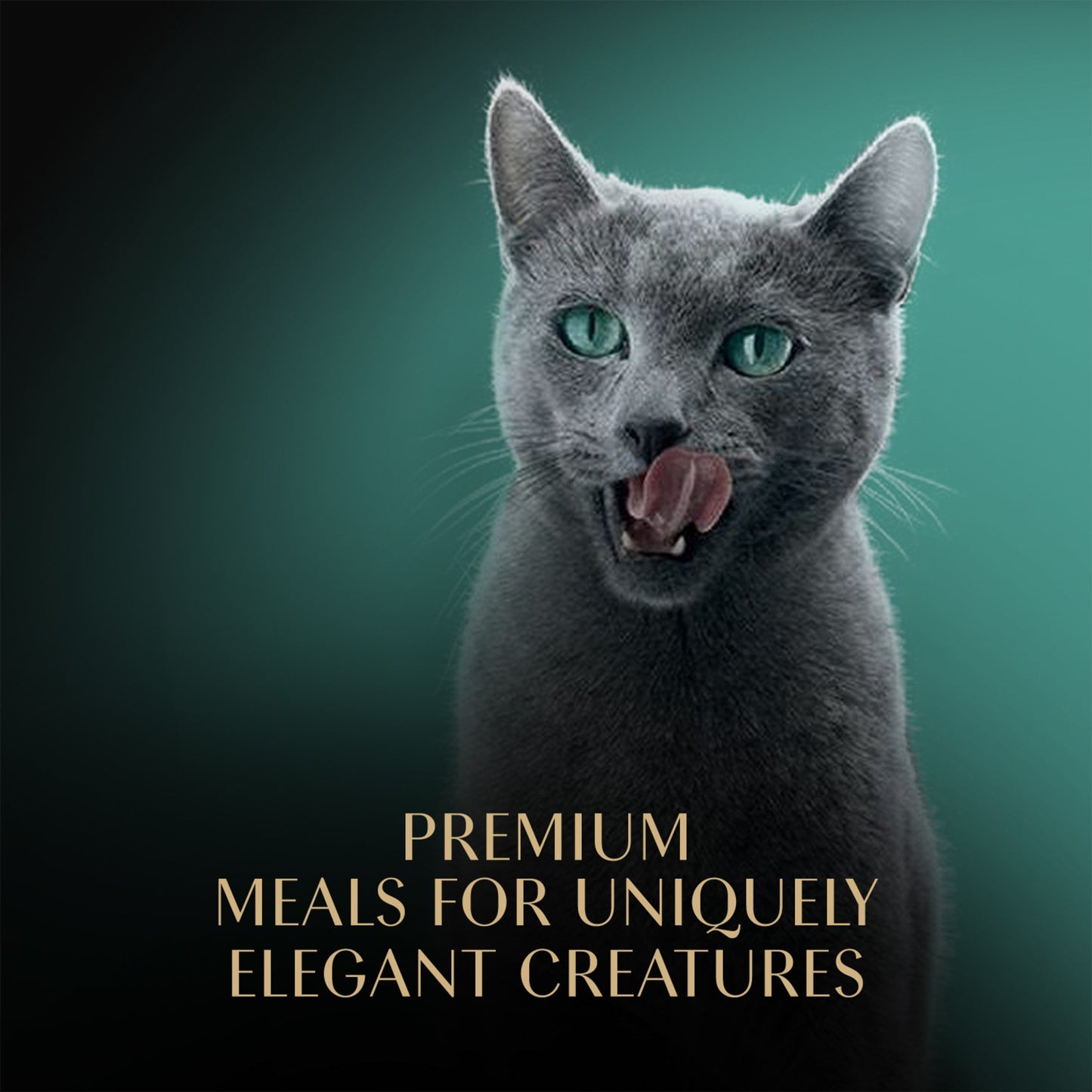 Sheba Wet Cat Food Cuts in Gravy Roasted Chicken Entree, 2.6 oz Perfect Portions Twin-Pack Tray