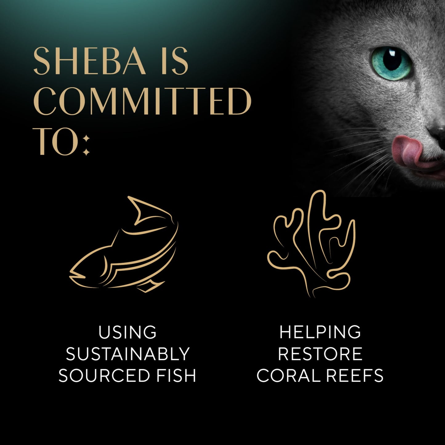 Sheba Perfect Portions Cuts In Gravy Tender Turkey Entree Wet Cat Food, 2.6 Oz Twin-Pack Tray