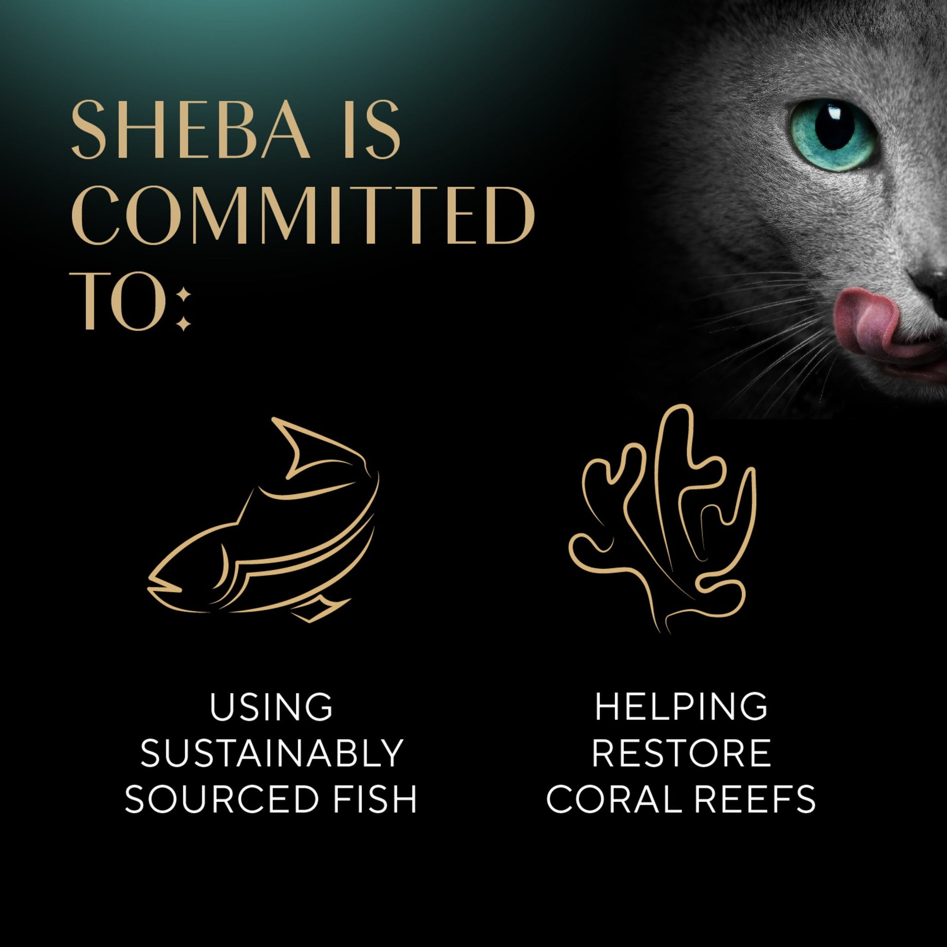 Sheba Perfect Portions Cuts In Gravy Tender Turkey Entree Wet Cat Food, 2.6 Oz Twin-Pack Tray