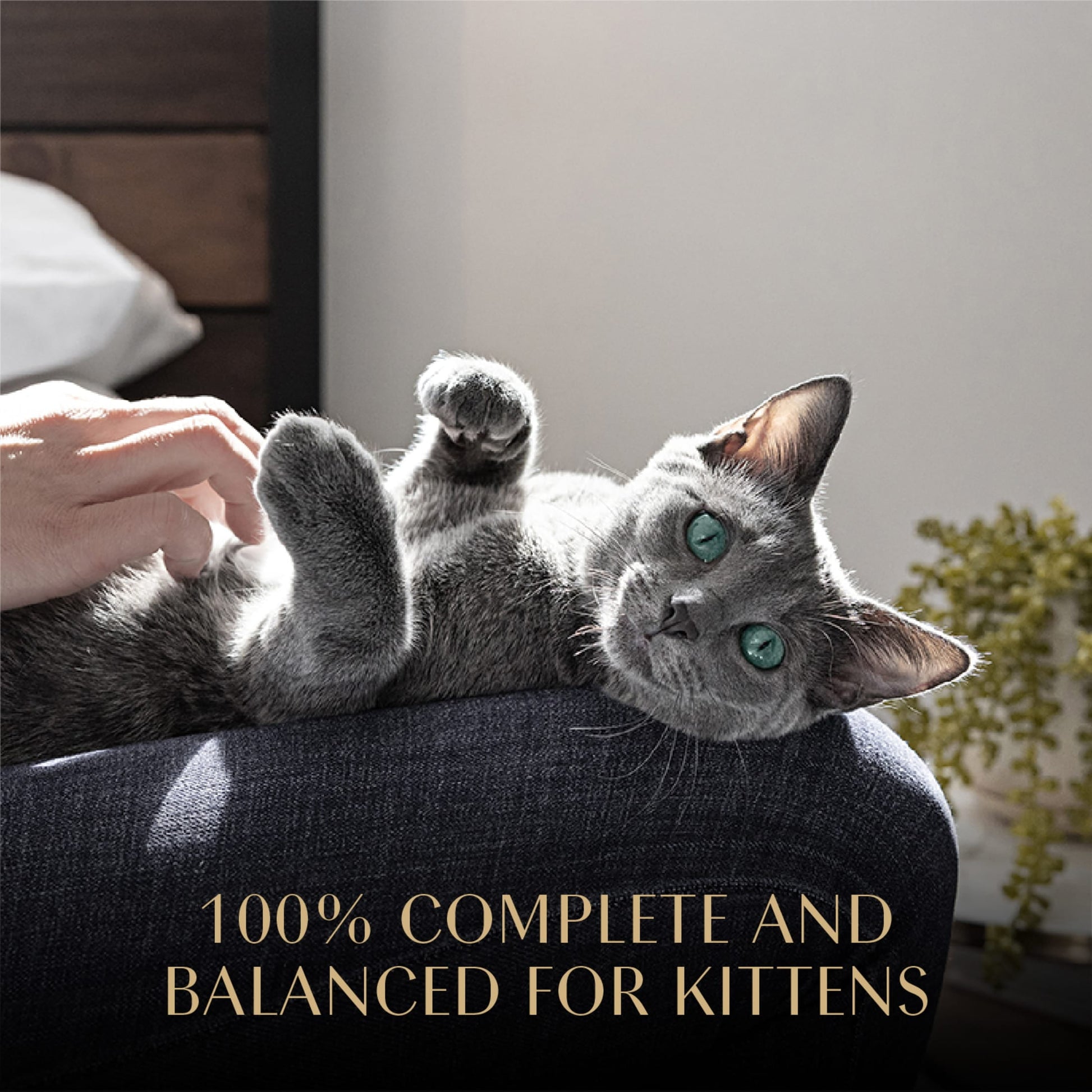 Sheba Perfect Portions Kitten Chicken Pate Entree Wet Cat Food, 2.6 Oz Twin-Pack Tray