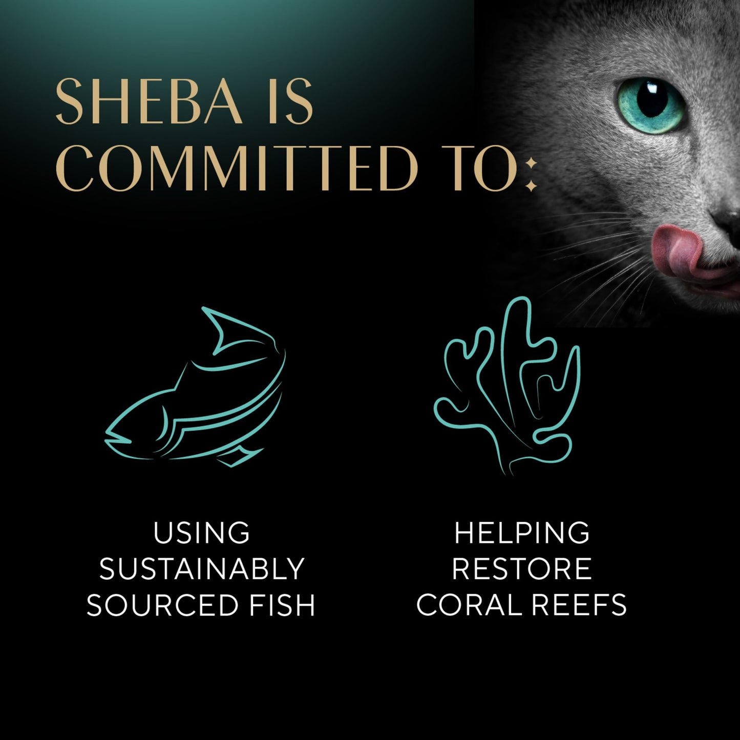 Sheba Perfect Portions Kitten Salmon Pate Entree Wet Cat Food, 2.6 Oz Twin-Pack Tray