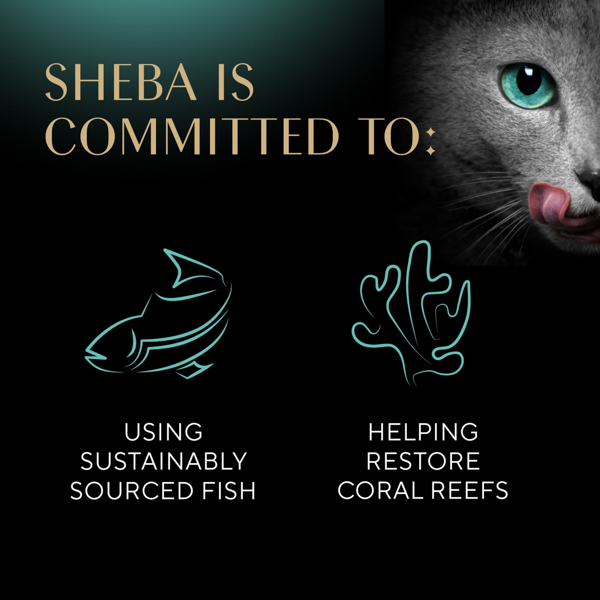 Sheba Perfect Portions Kitten Salmon Pate Entree Wet Cat Food, 2.6 Oz Twin-Pack Tray