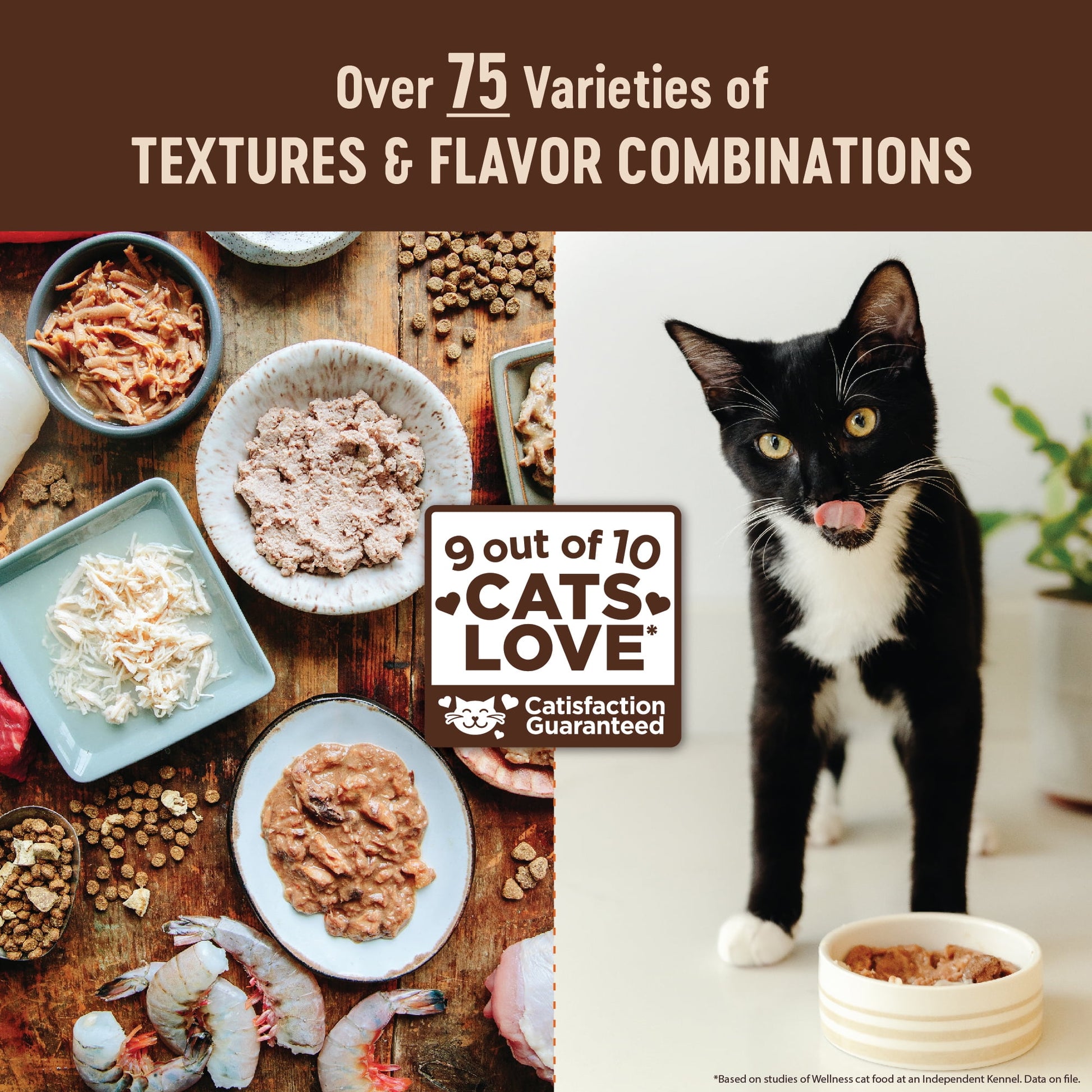 Wellness CORE+ Digestive Health Pate Adult Wet Cat Food, Natural, Protein-Rich, Grain Free, 3 Ounce, 12 Pack (Salmon & Whitefish Variety Pack)