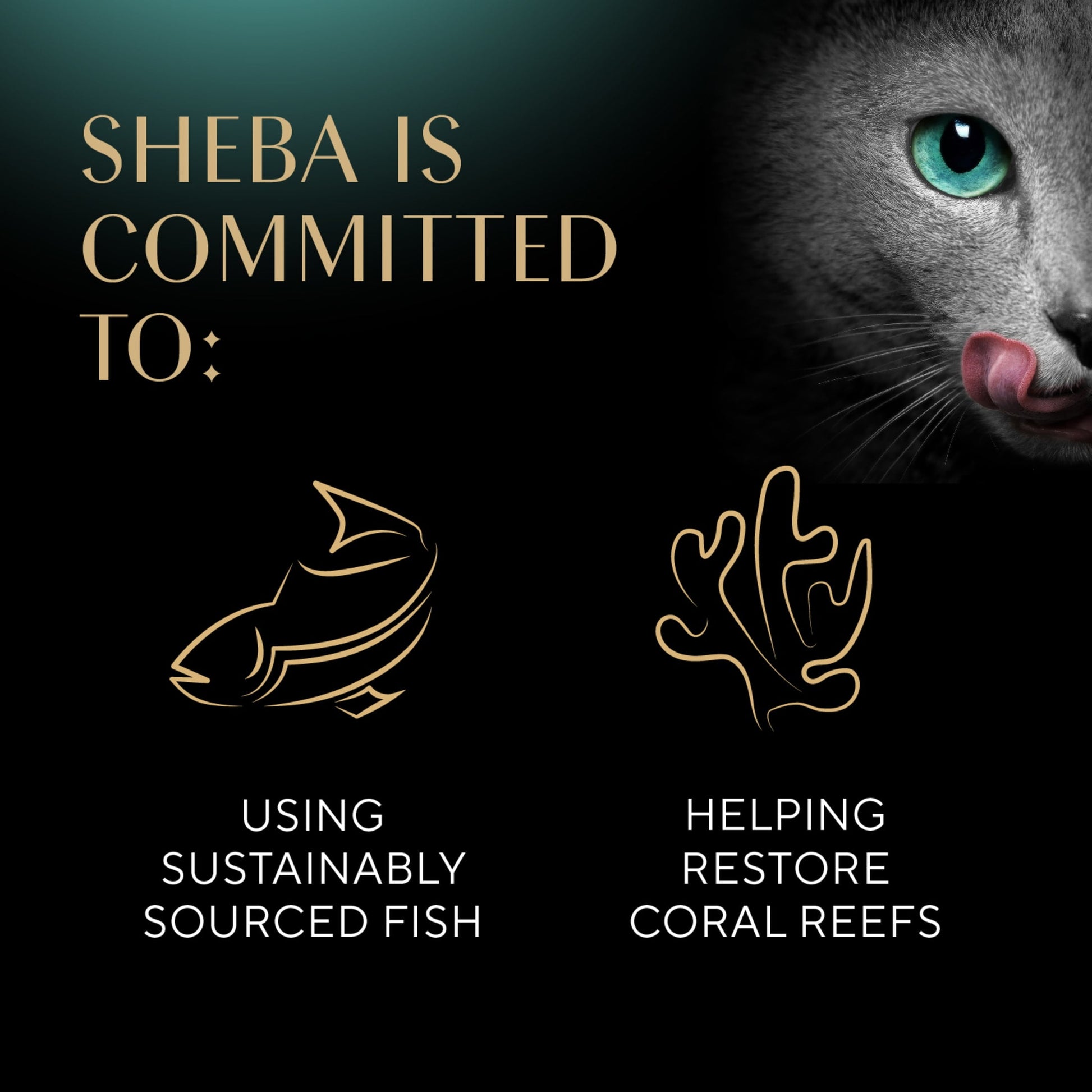 Sheba Wet Cat Food Cuts in Gravy with Sustainable Tuna, 2.6 oz Perfect Portions Twin-Pack Tray