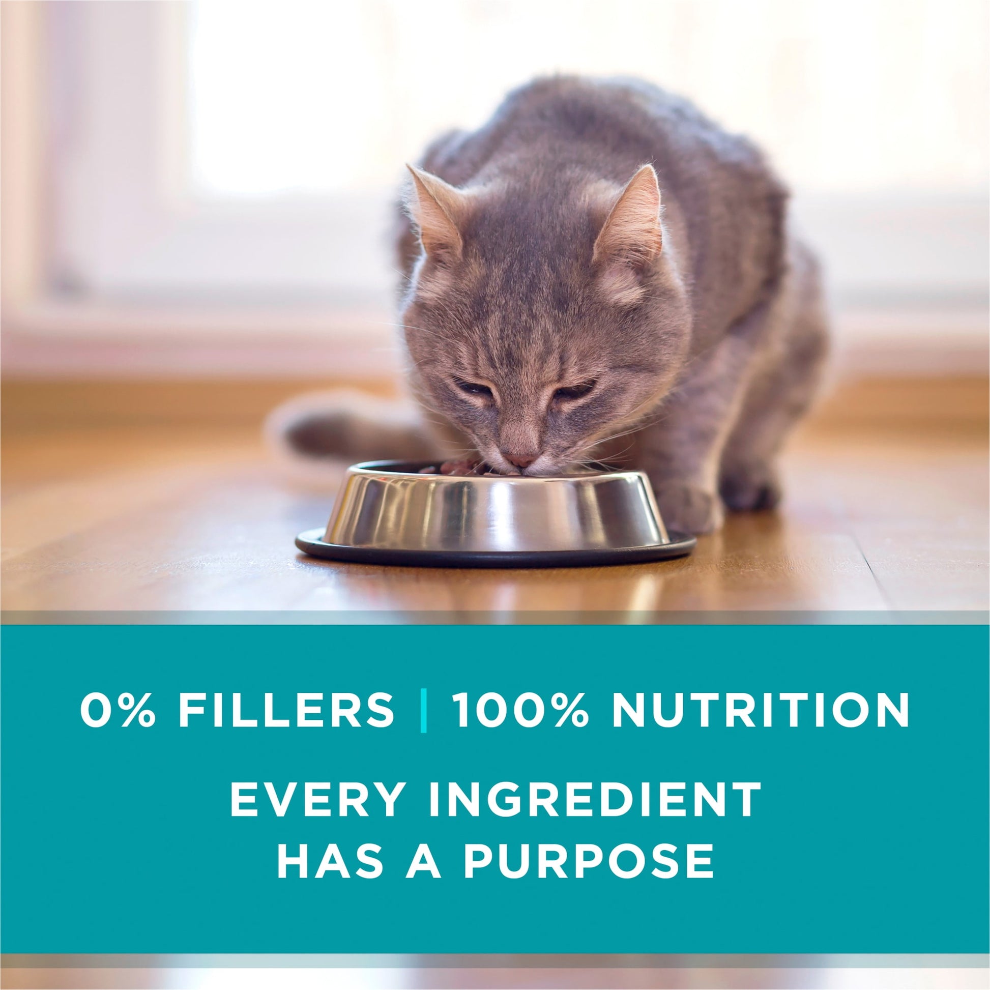 (12 pack) Purina ONE Pate, Natural Grain Free, Soft Chicken, Wet Cat Food 3 oz Can